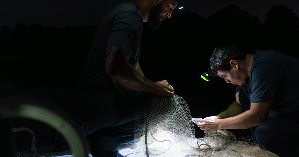 A expansão do Canal do Panamá abriu rotas para a realocação de peixes