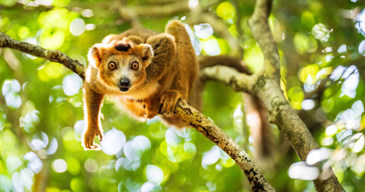 Em meio à crise, surgem vitórias para a natureza