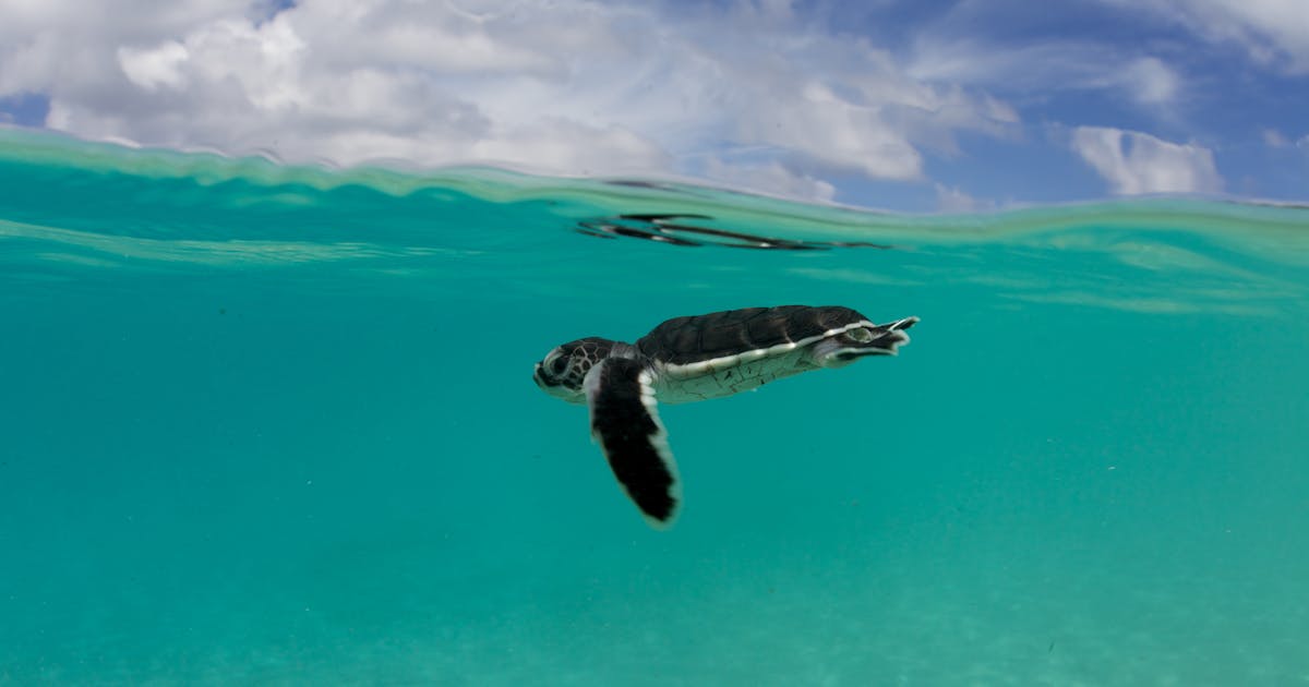 Relatório emite “verificação da realidade preocupante” para os oceanos do mundo