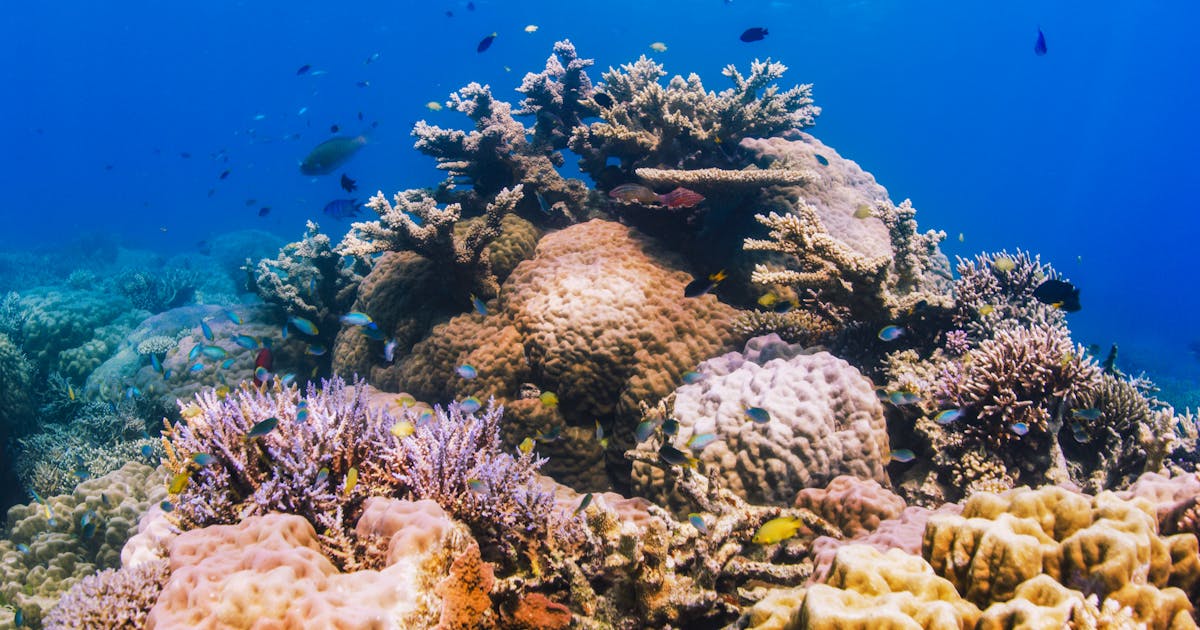 Troca de dívida histórica para proteger os recifes de coral da Indonésia