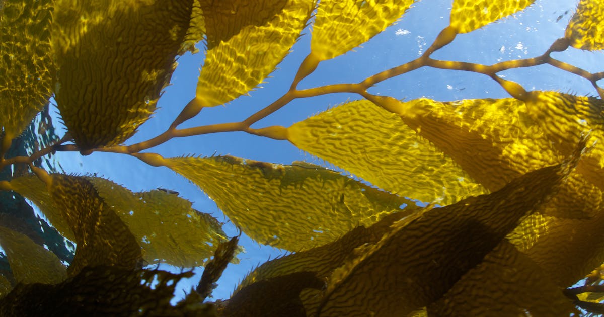 Novo estudo revela os benefícios climáticos ocultos das algas marinhas