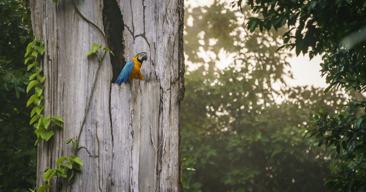 Em meio ao ano mais quente já registrado, a natureza ocupa o centro das atenções