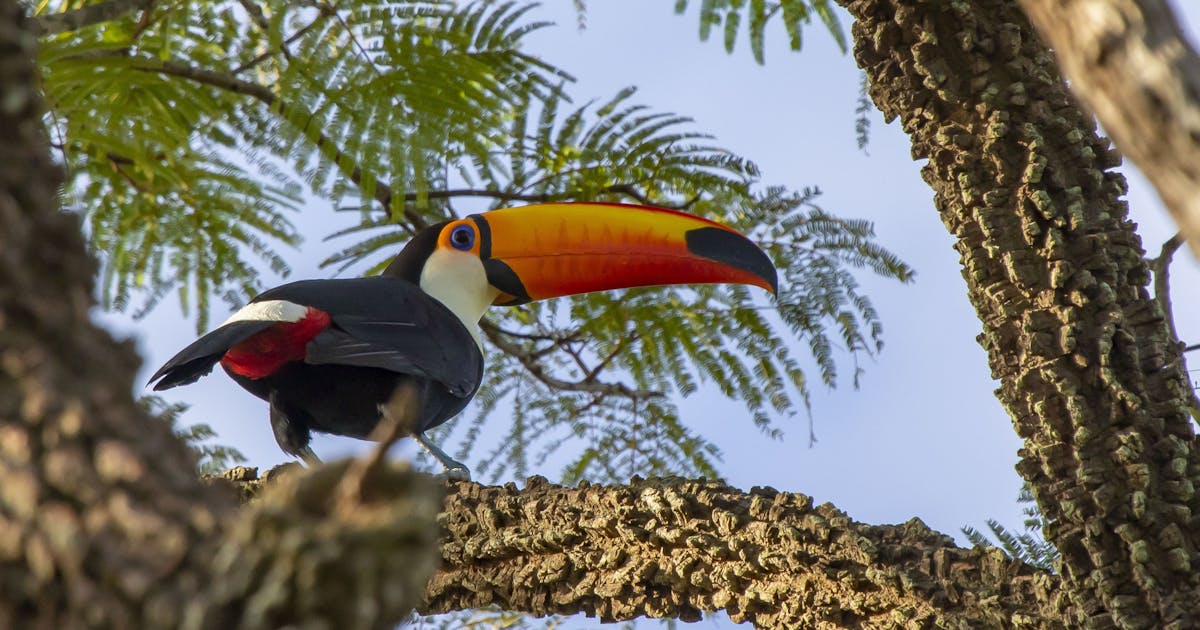 Em meio a uma savana em extinção, novo corredor é uma “grande vitória” para a vida selvagem