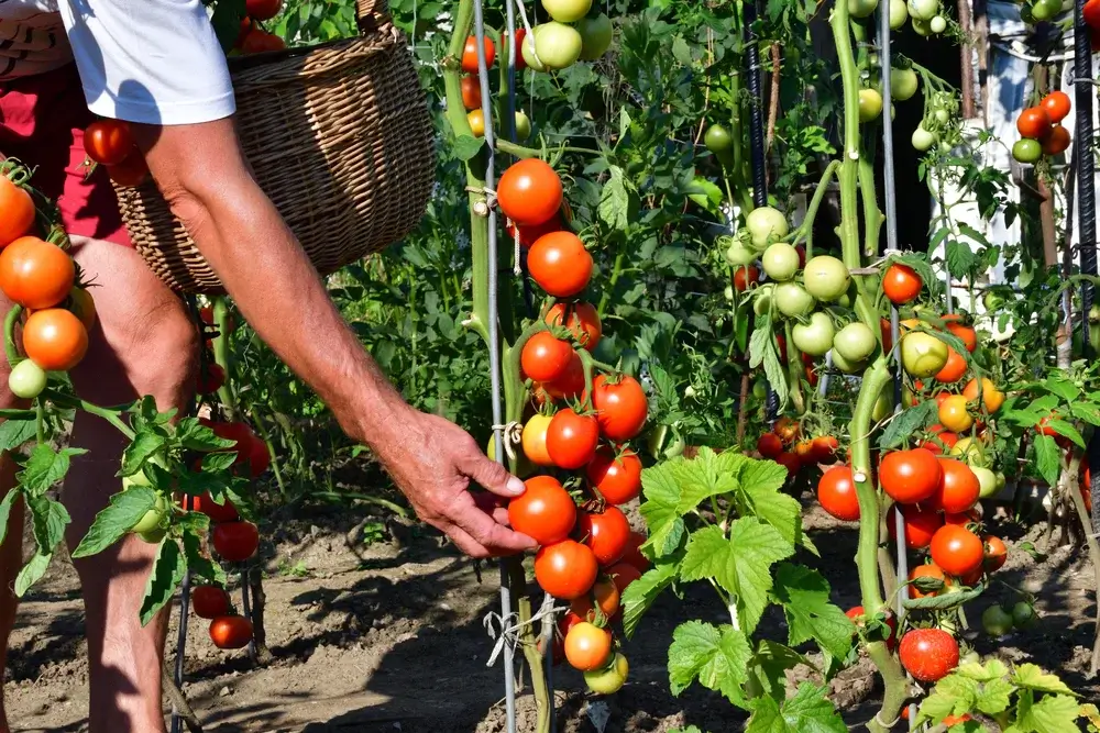 Pronto para jardinar? Comece aqui