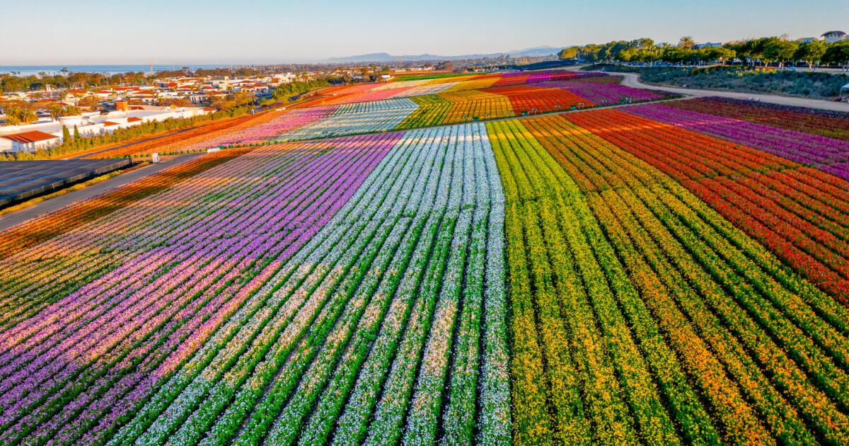 Você sentirá que está em Oz nos campos de flores mágicas de Carlsbad