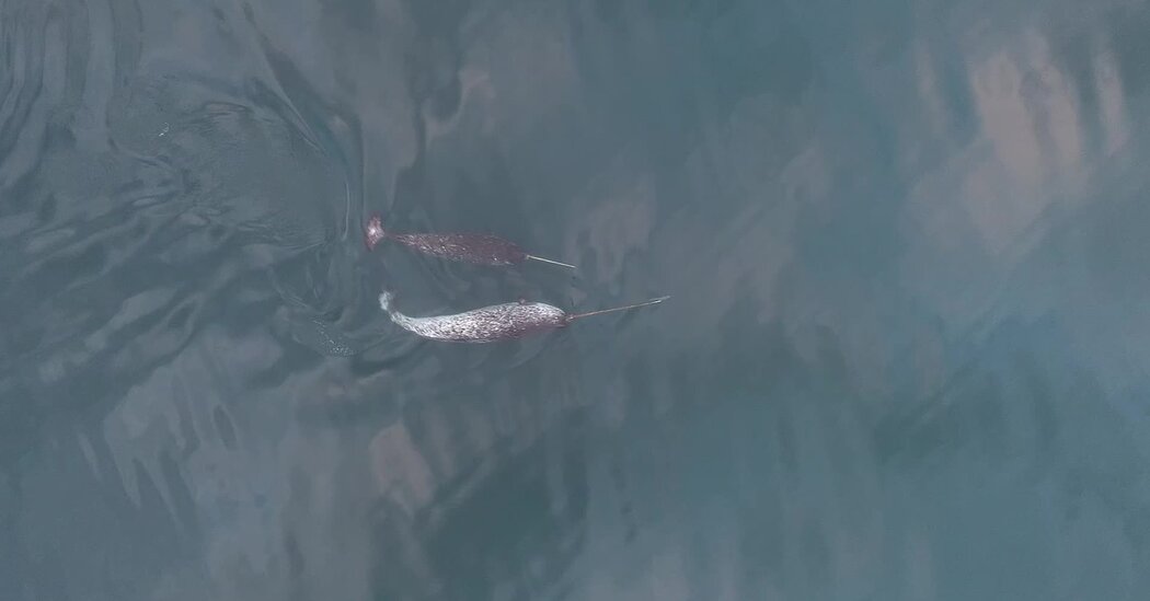 Os vídeos mostram Narwhals usando suas presas para brincar com a comida