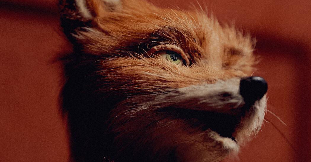 No mundo de Wes Anderson, é tudo sobre os detalhes