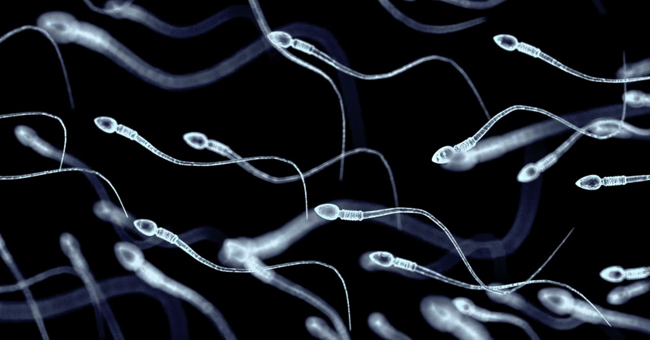 As células -tronco do esperma foram usadas pela primeira vez na tentativa de restaurar a fertilidade