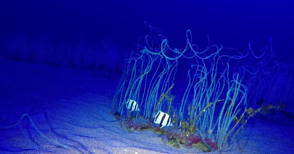 hotspot profundo, conservação indígena do oceano e mais
