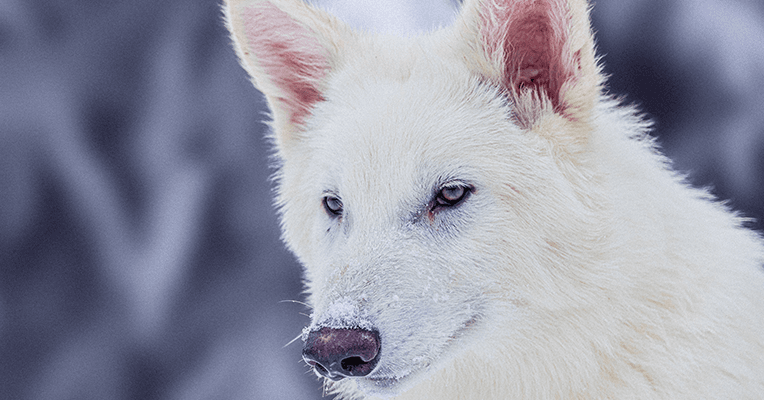 Os cientistas afirmam ter trazido de volta o lobo terrível