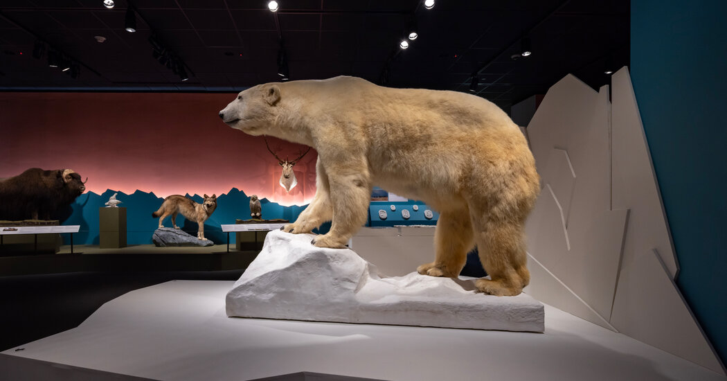 No Museu Bruce, uma exposição de mudança climática inspirada no Alasca