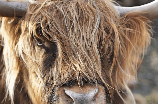 Lua nova em Taurus – fique real