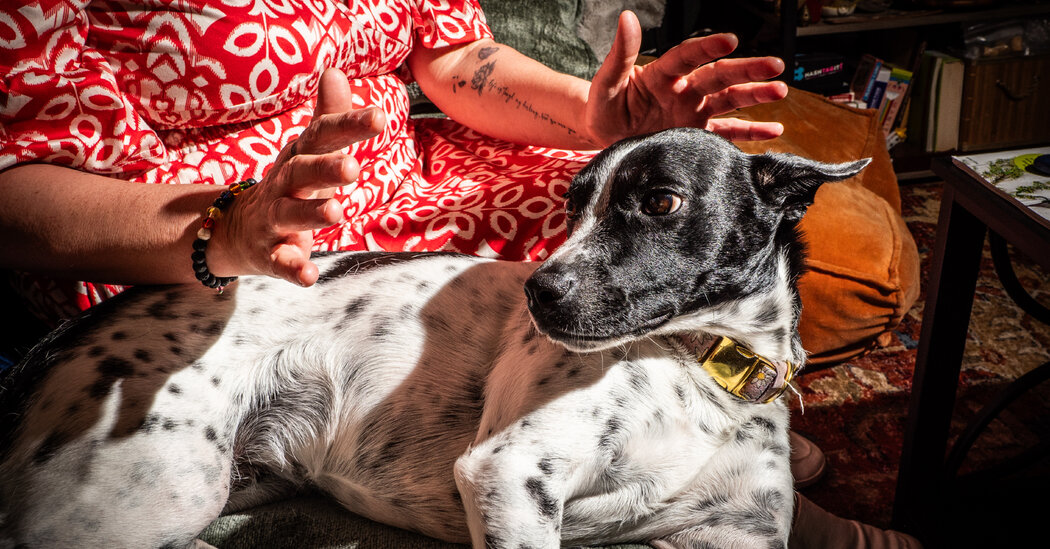 Comunicadores de animais alimentam uma nova tendência de Tiktok
