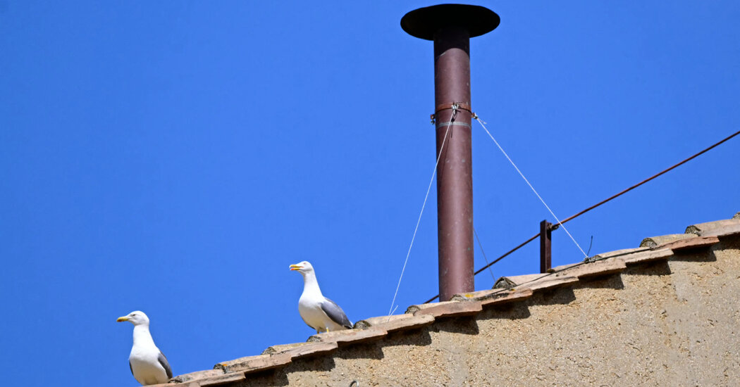 As verdadeiras estrelas do conclave papal: gaivotas
