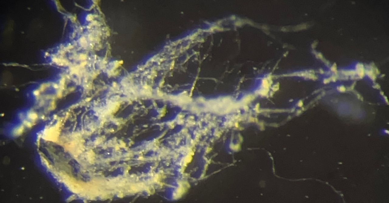 Os cientistas acabaram de descobrir um novo tipo de bactéria condutora de eletricidade