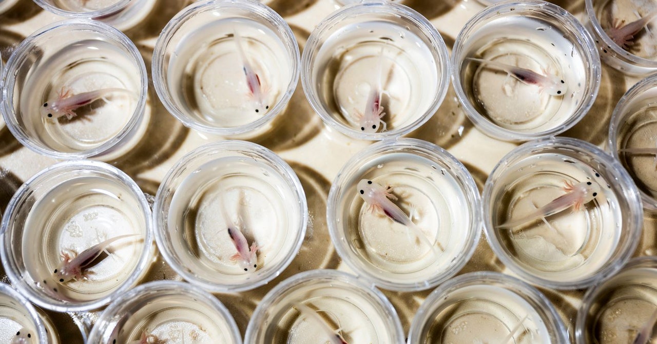 Os cientistas descobrem a chave para a capacidade dos axolotls de regenerar membros