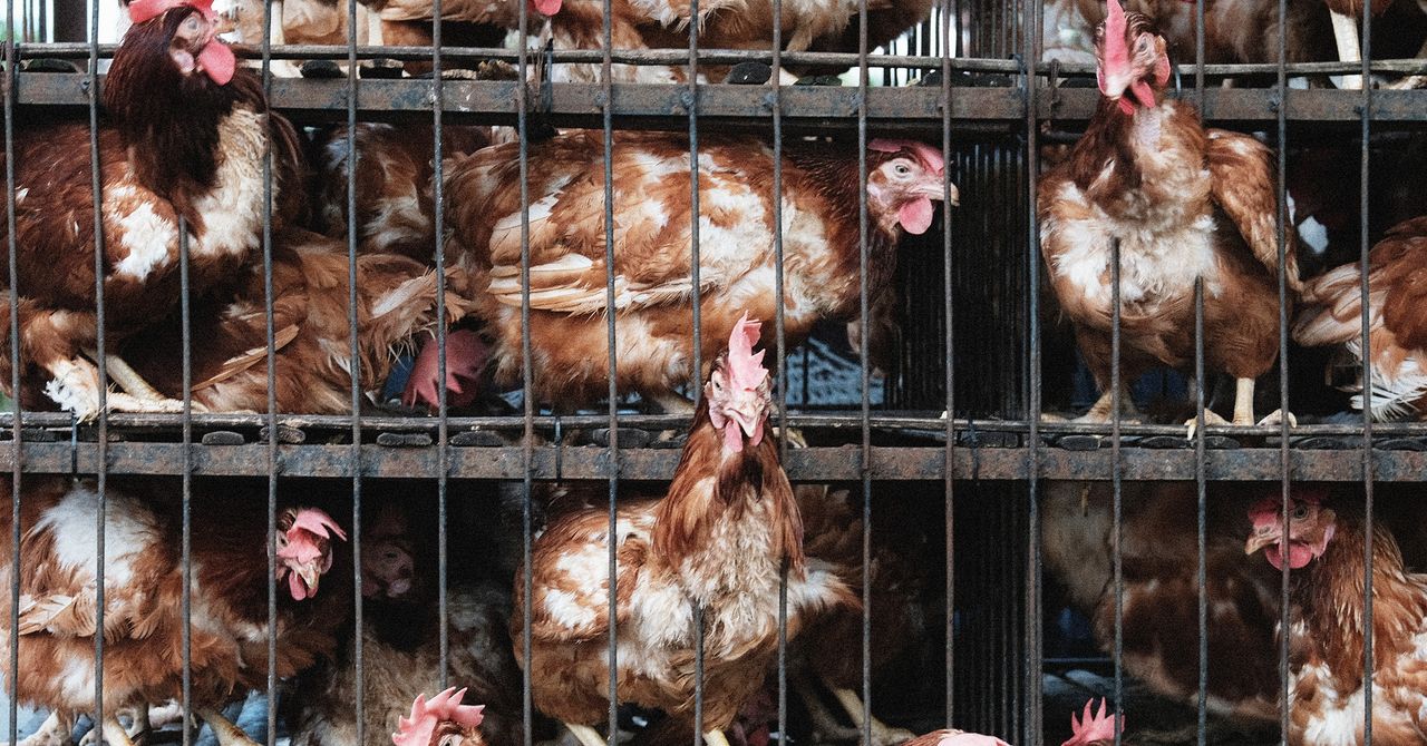 Como a indústria agrícola espionou ativistas dos direitos dos animais e empurrou o FBI para tratá -los como bioterroristas