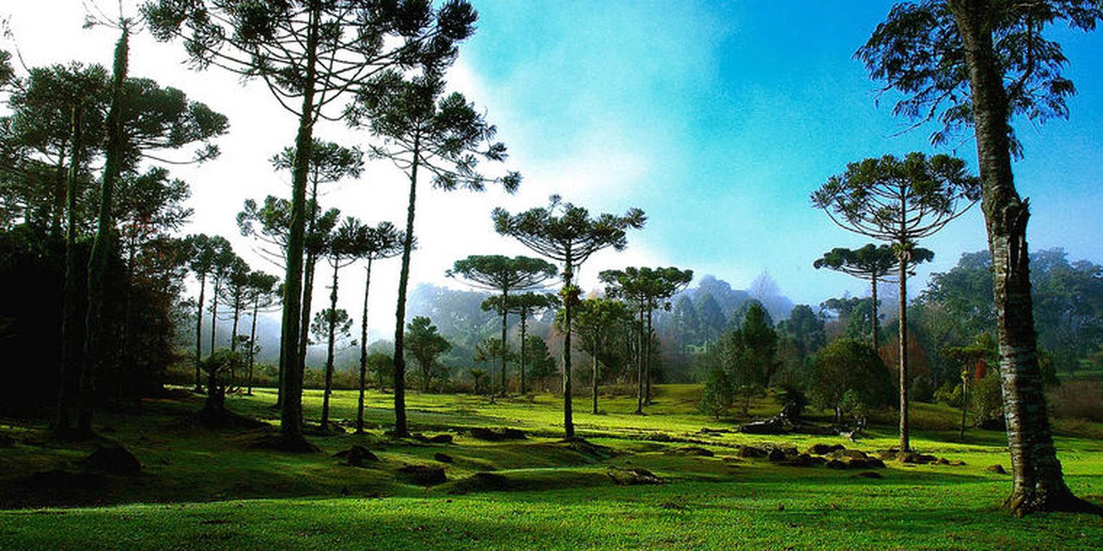Tradições gaúchas ganham destaque na Festa do Pinhão
