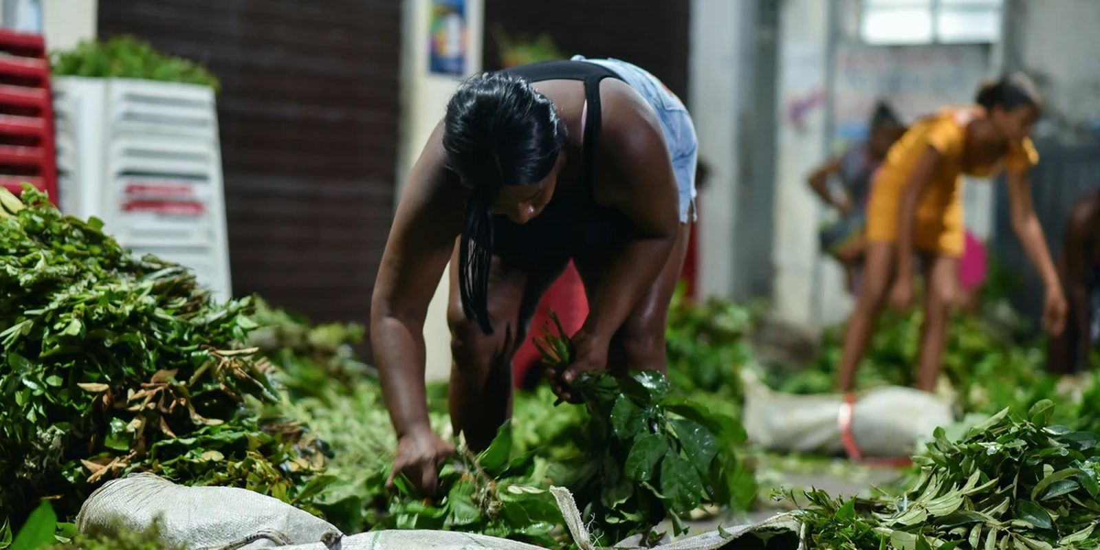 Documentário “Jornada das Folhas” estreia em Salvador 