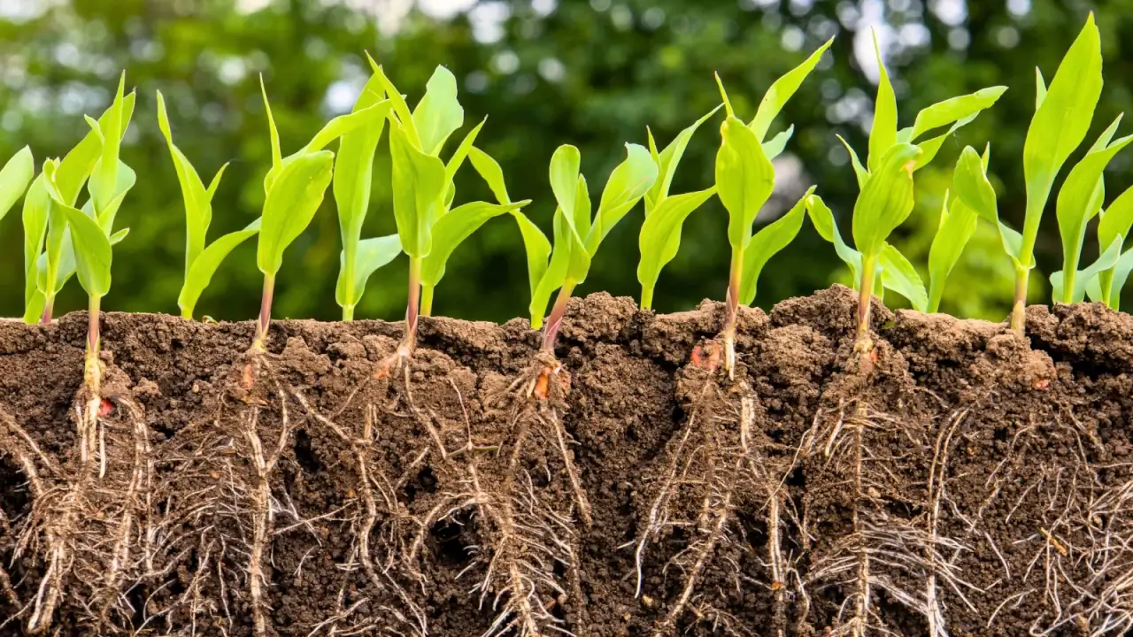 Obtenha solo saudável, nutrindo a rizosfera: 5 dicas profissionais