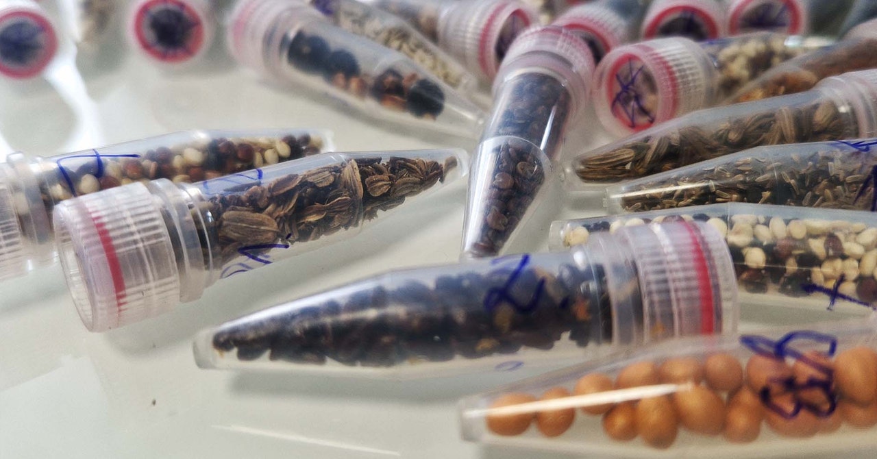 Os cientistas estão enviando sementes de cannabis para o espaço