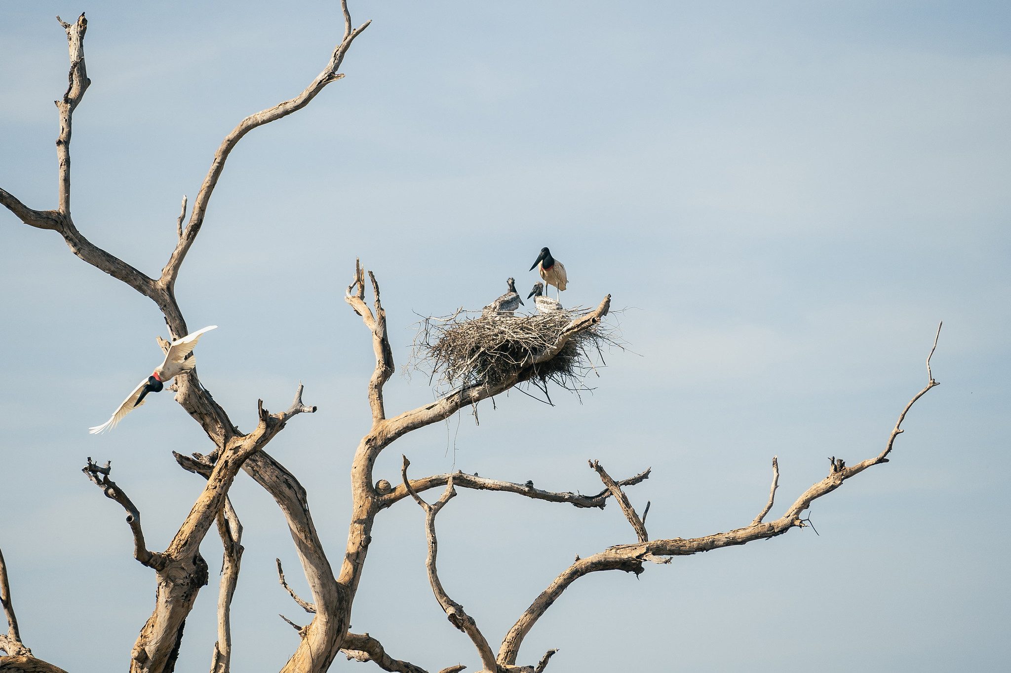 Em ação inédita, Embratur participa da feira de birdwatching britânica e fortalece segmento no Brasil