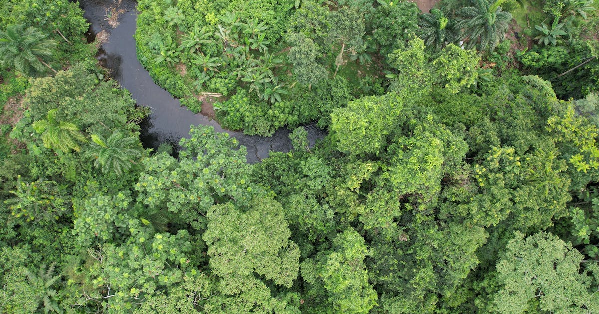 Onde Andes conhece a Amazon, uma nova ‘salvação’ para a vida selvagem