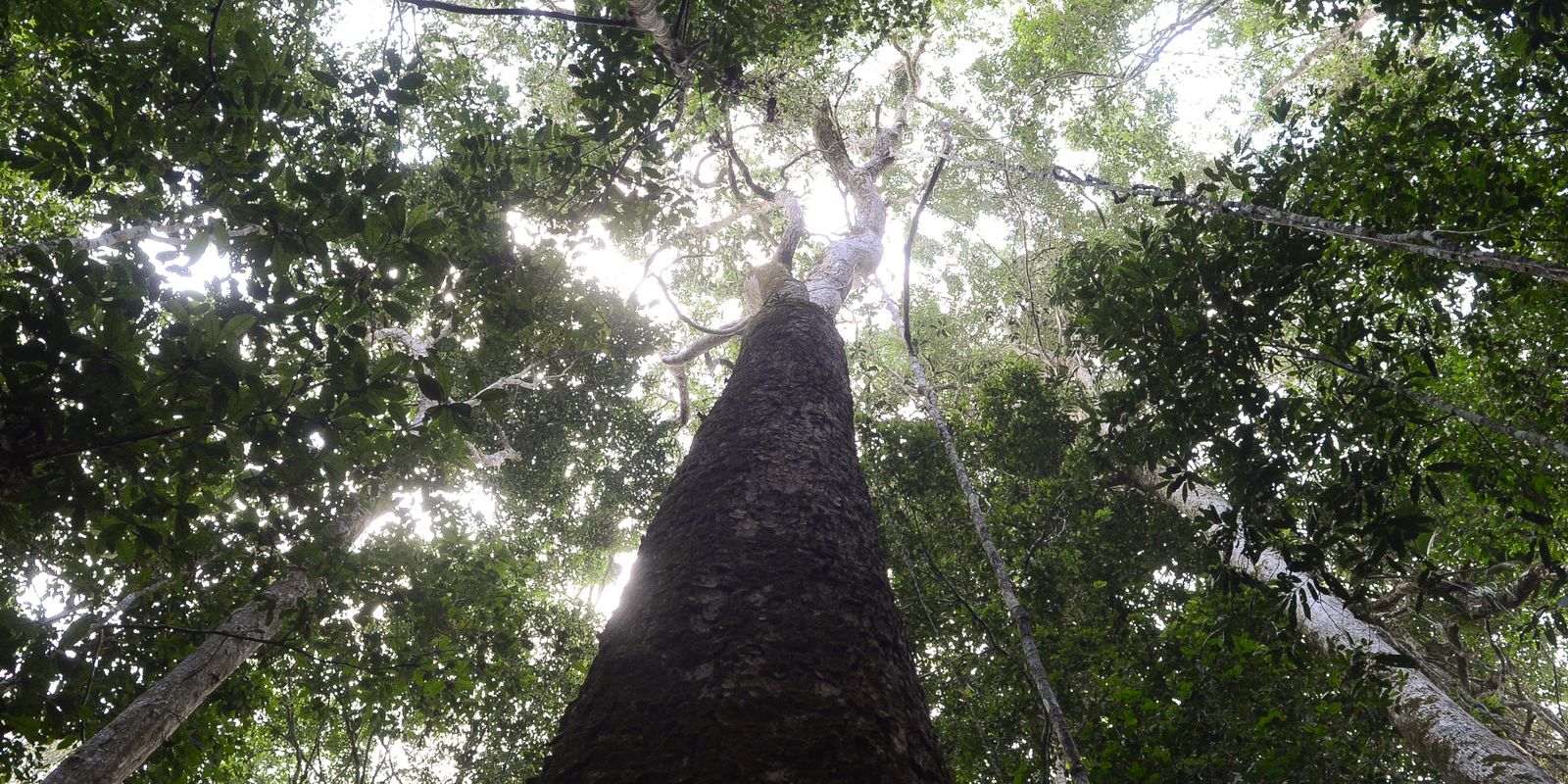 Brasil espera mobilização de Brics para resultados ambiciosos na COP30