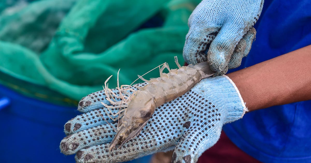 Existe uma maneira melhor de cultivar camarão? Um novo projeto diz que sim