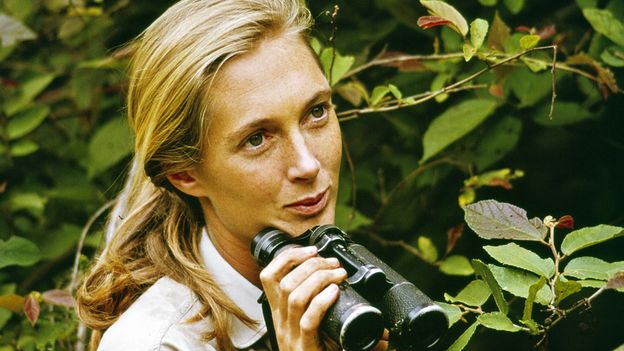 ‘Eles dão as mãos, eles abraçam, eles se beijam’: a mulher que mudou nossa visão dos chimpanzés