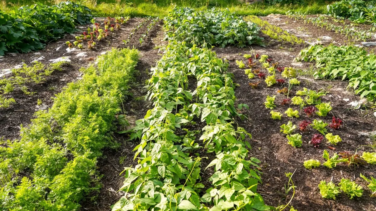 Como iniciar uma fazenda de permacultura