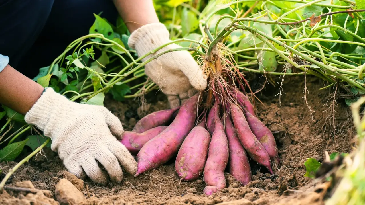 O doce superalimento que você deveria estar crescendo