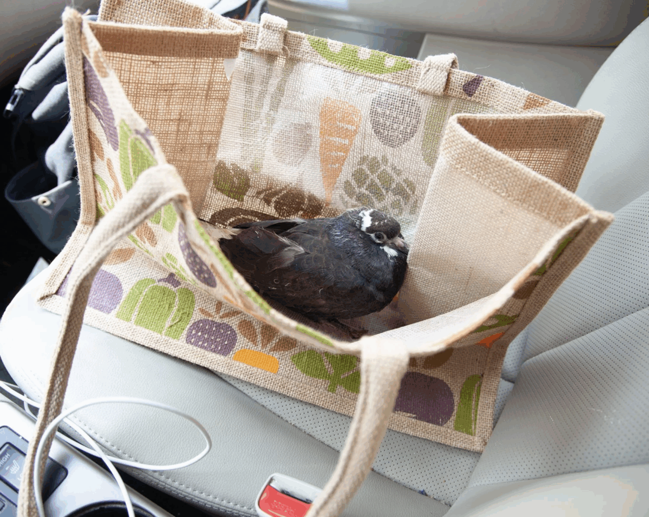 Os voluntários que resgatam os pássaros feridos da cidade de Nova York