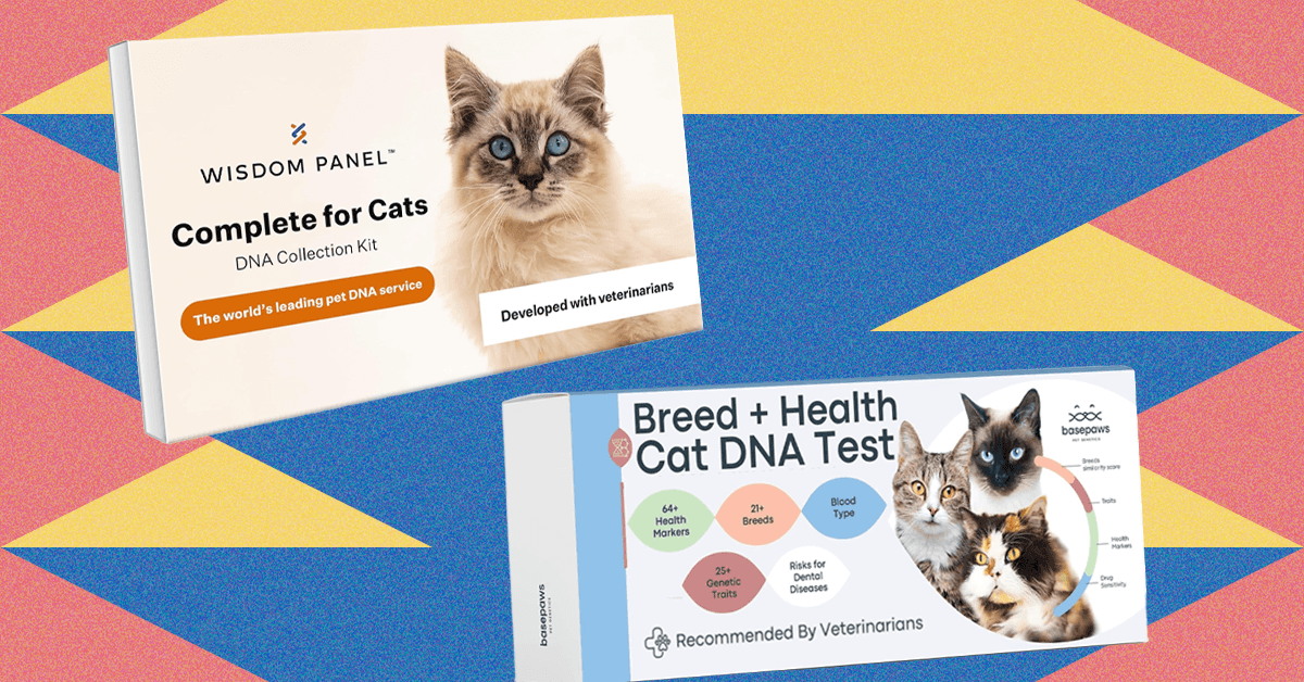 Eu tentei os melhores kits de teste de DNA de PET em casa em meus dois gatos (2025)