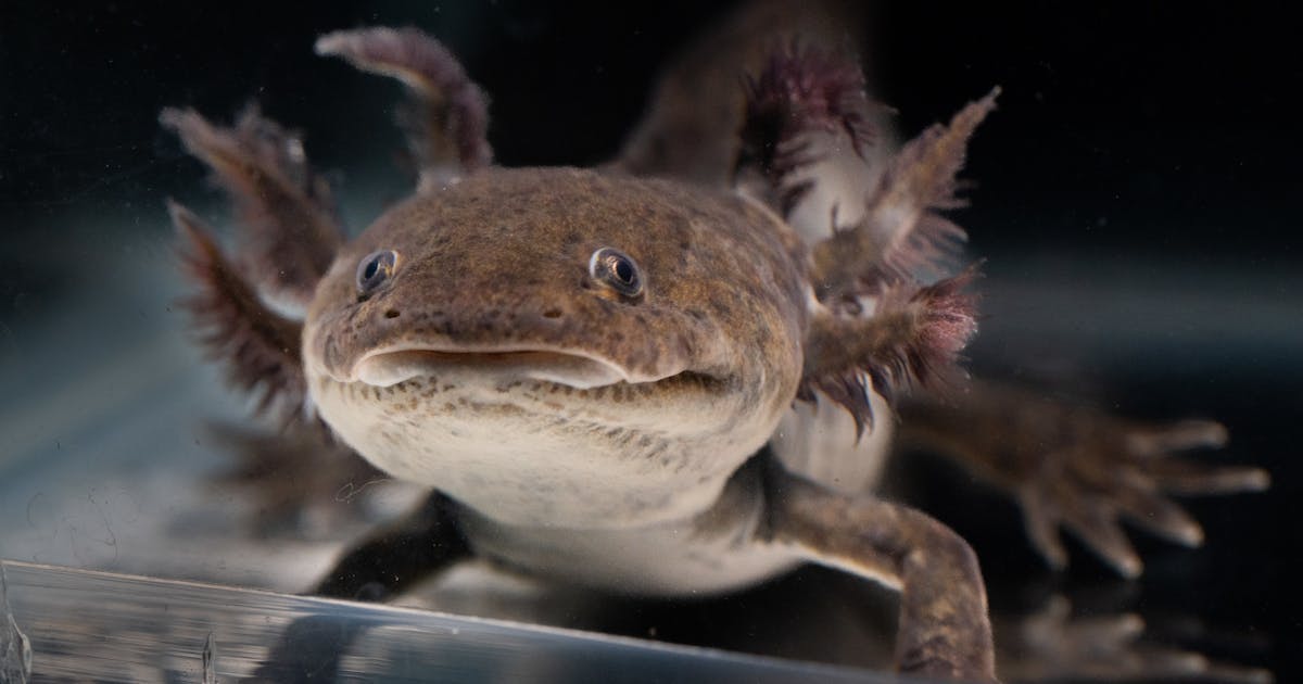 Axolotls estão à beira. Podemos trazê -los de volta?
