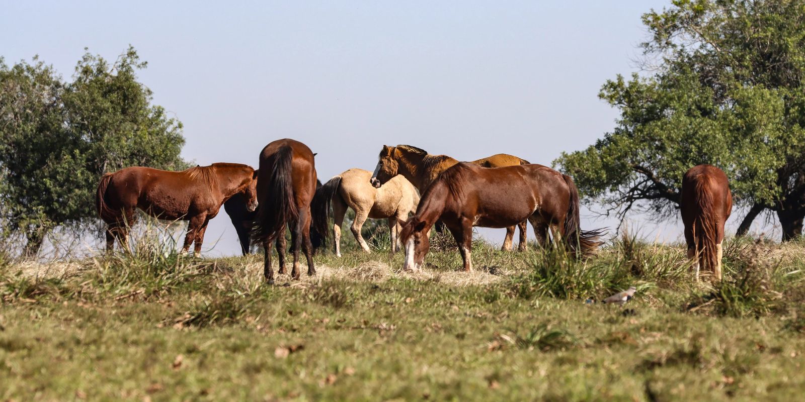 Três pessoas tiveram encefalite equina venezuelana no AM, dizFiocruz