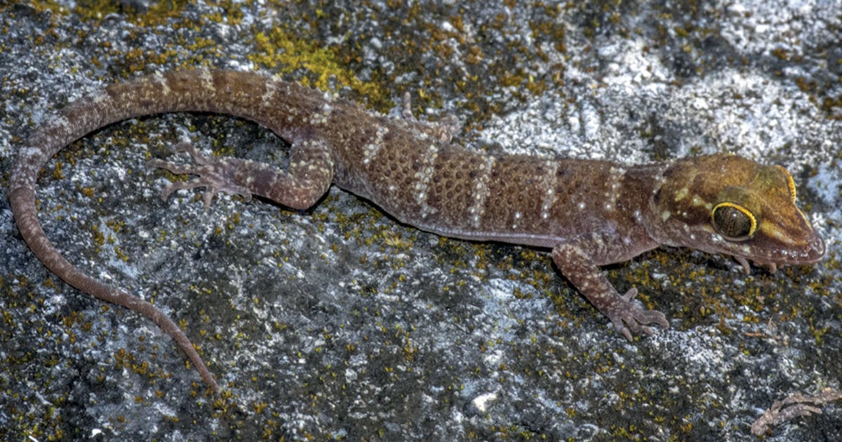 Com a nova descoberta, a nação ilustre vira a página em um legado doloroso