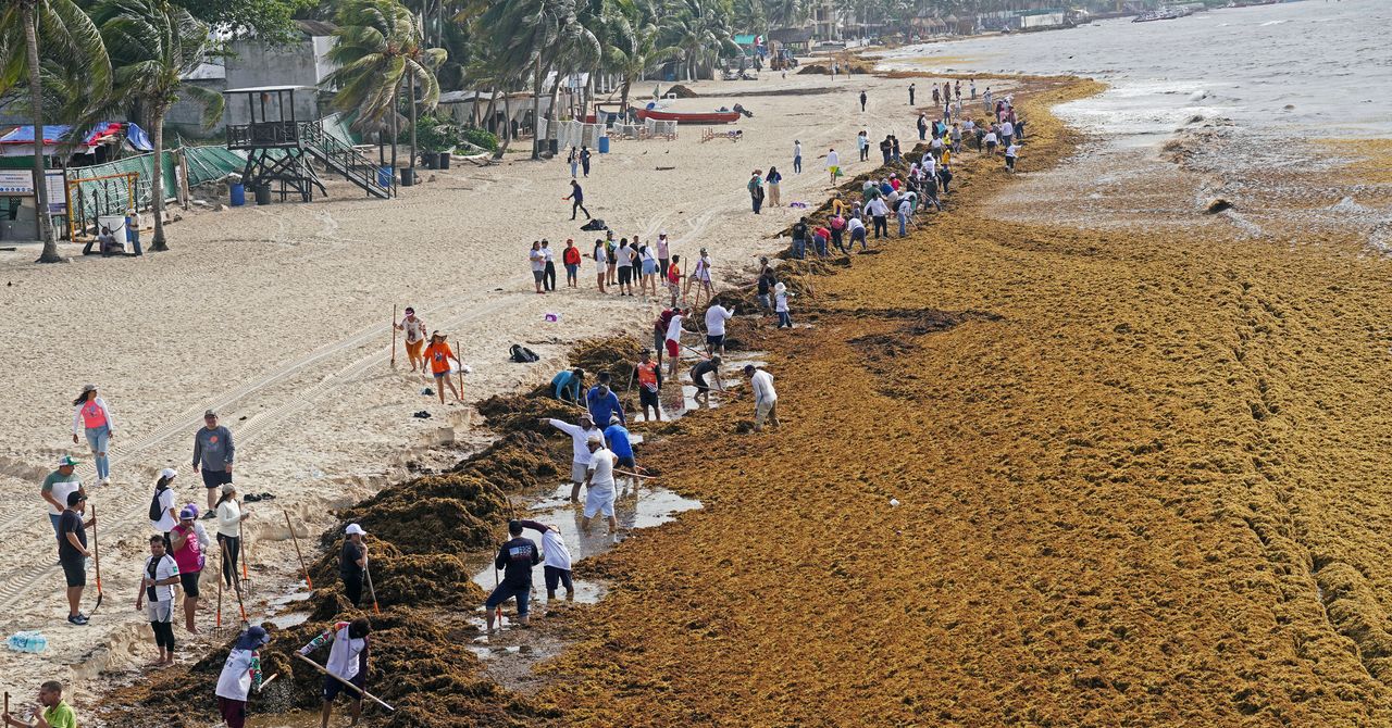 O plano de transformar o excesso de sargassum do Caribe em biocombustível