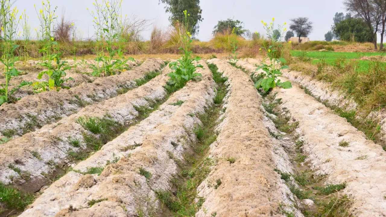 Agricultura salina: uma abordagem promissora dos desafios agrícolas globais