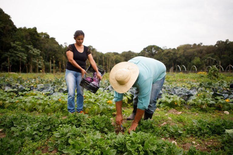 Governo libera R$ 12 bilhões em crédito para produtores rurais afetados pelo clima – Notícias