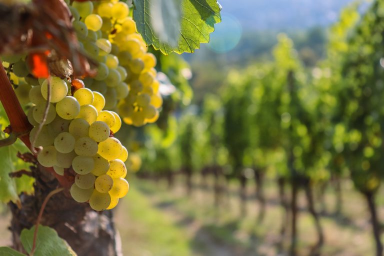 Comissão de Agricultura debate desafios do setor vitivinícola – Notícias