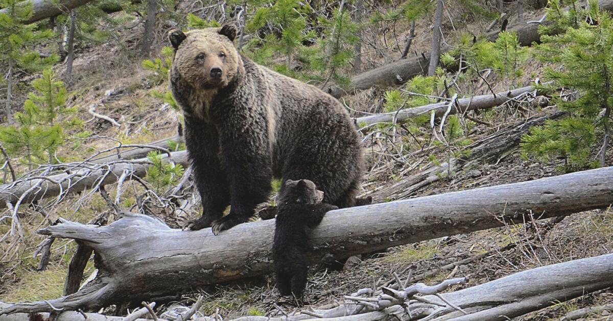 Bear, possivelmente um parque de grizzly, ataca o caminhante no Parque Nacional de Yellowstone