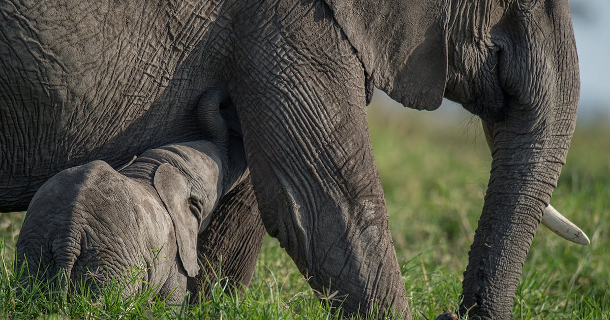 3 razões pelas quais os elefantes são as melhores mães