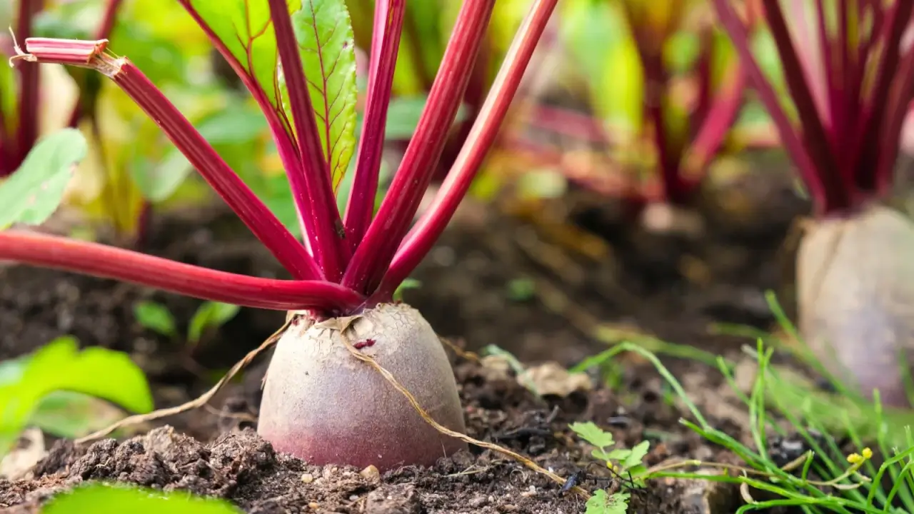 9 Culturas de outono para semear em outubro