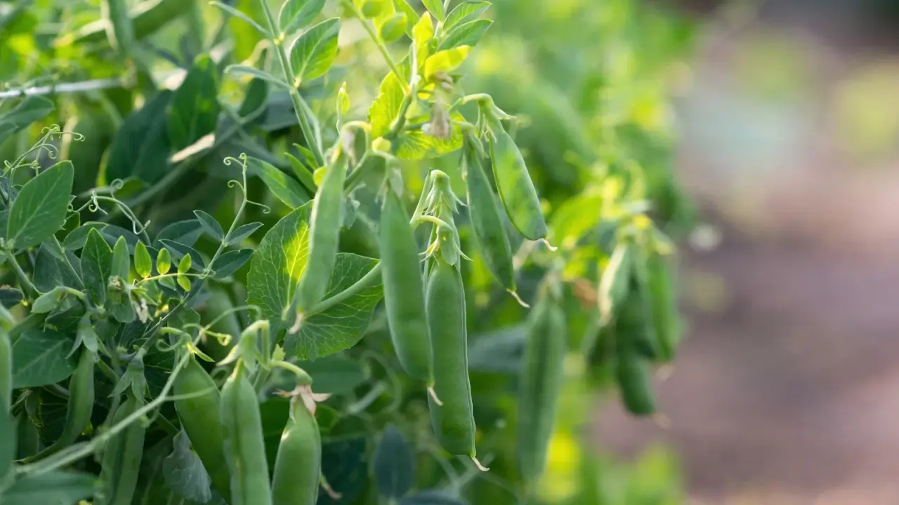 7 culturas de cobertura de maior rendimento