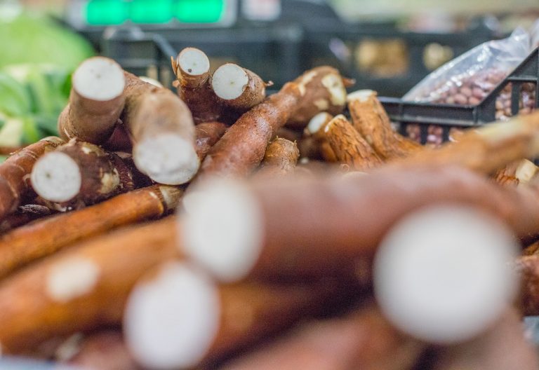 Medida provisória direciona recursos para a Embrapa combater praga da mandioca – Notícias