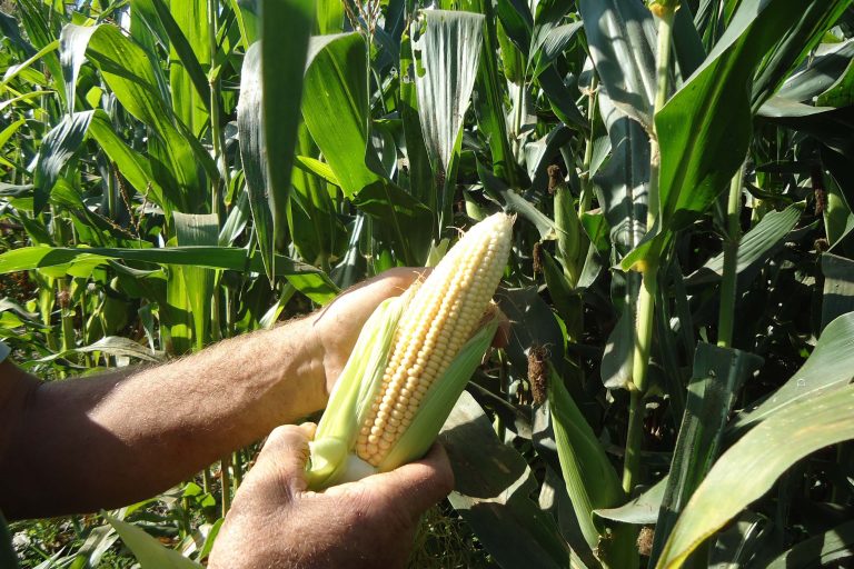 Comissão debate plano de desenvolvimento para região conhecida como Matopiba – Notícias