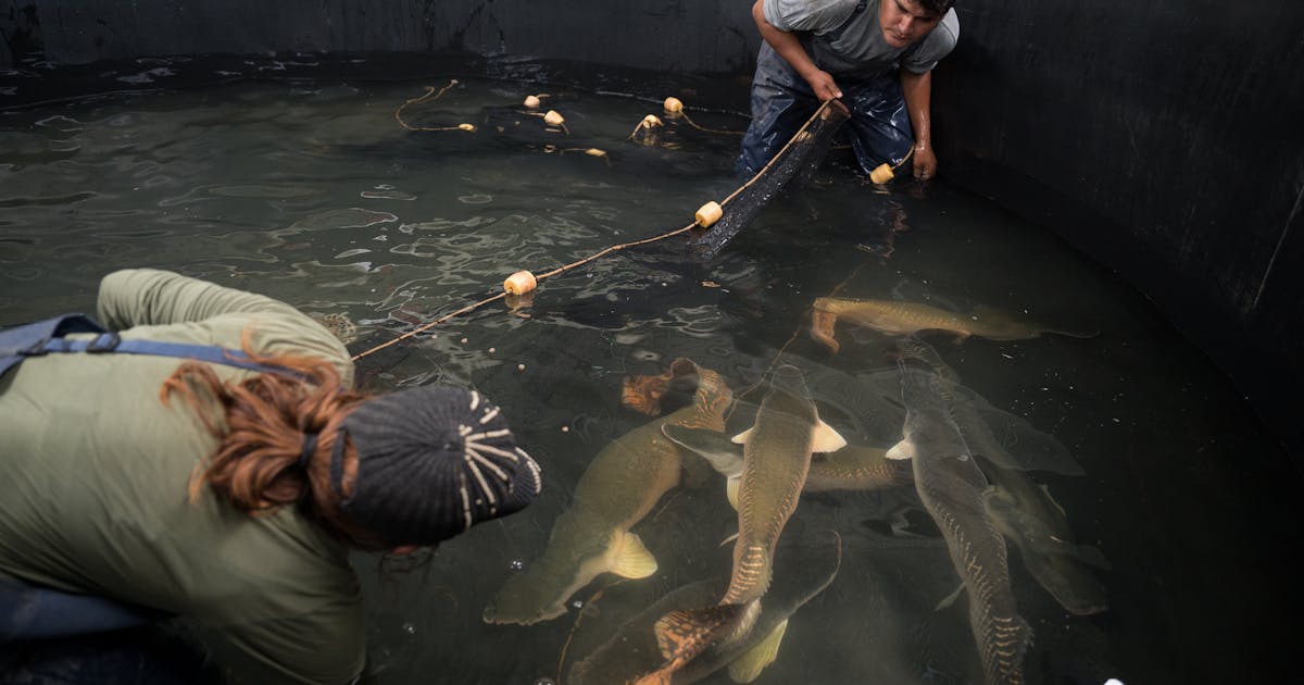 Como uma fazenda familiar na Amazônia chegou ao melhor cardápio do mundo