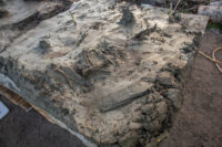 Esqueleto de cachorro da Idade da Pedra e adaga de osso encontrados juntos em pântano sueco – The History Blog