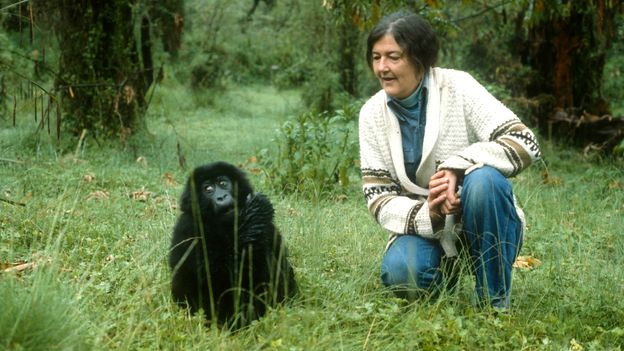 O misterioso assassinato da pesquisadora de gorilas Dian Fossey